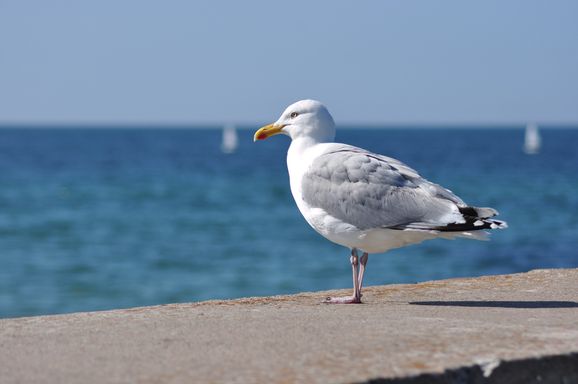 möwe auf der Molenmauer in Warnemünde